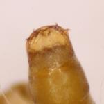 Phyllonorycter leucographella - Vuurdoornvouwmot