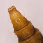 Phyllonorycter rajella - Gewone elzenvouwmot