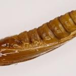 Phyllonorycter strigulatella - Fraaie elzenvouwmot