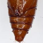 Scrobipalpa acuminatella - Distelzandvleugeltje