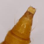Phyllonorycter ulmifoliella - Berkenvouwmot